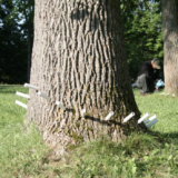 TreeAzin is used to combat harmful insects like Brown Tail Moth, Emerald Ash Borer, Spongy Moth and many other leaf eating pests.